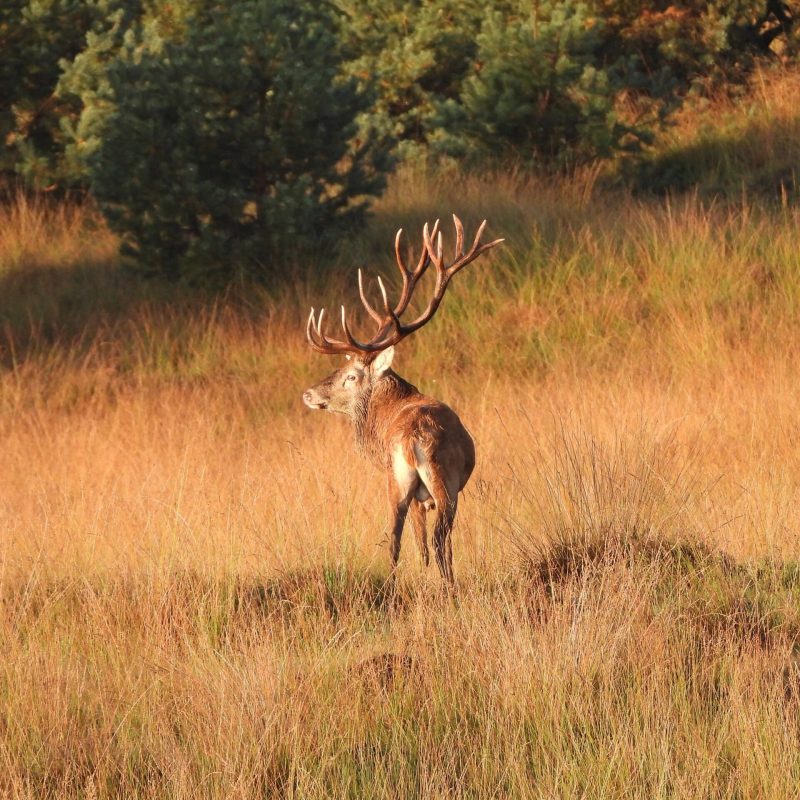 Fotograaf H.Meijboom