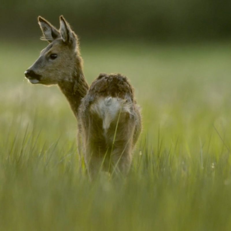Middachten: landgoed in bedrijf